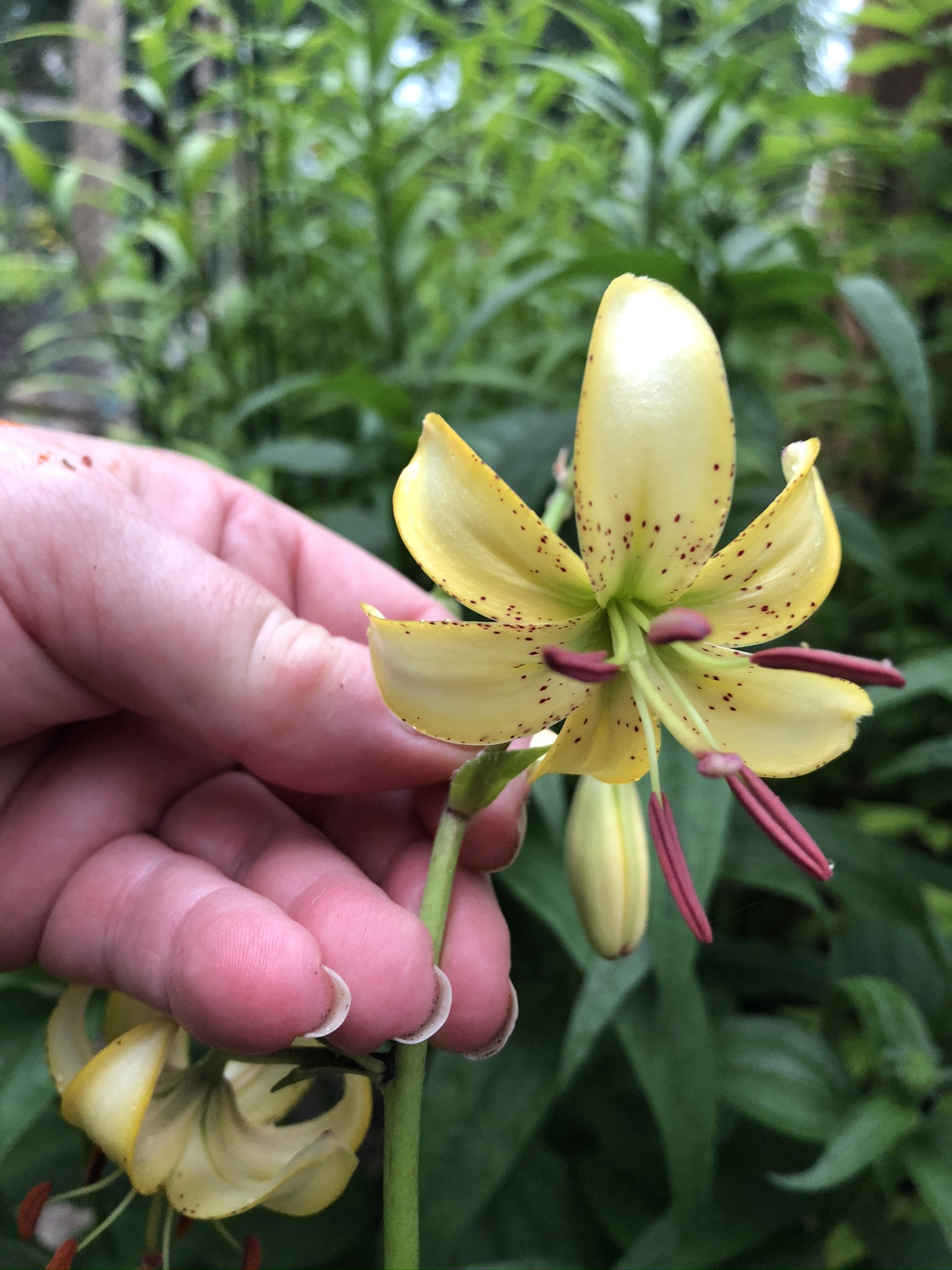 Alice Moger Lily